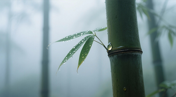 不與水爭的溫柔底氣——華洲竹馨板，解鎖家居防潮的竹系智慧