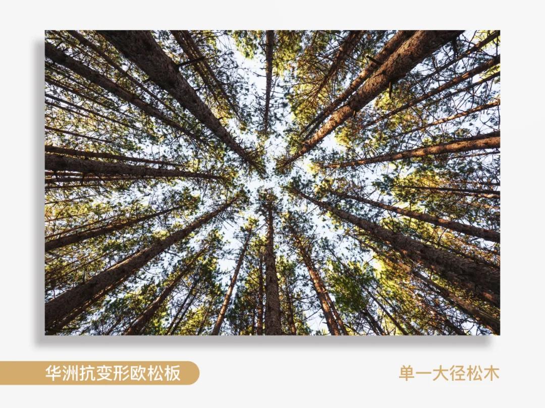看得見的純凈，華洲抗變形歐松板！(圖2)